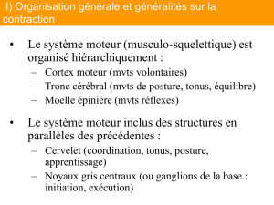II) Organisation générale et généralités sur la contraction