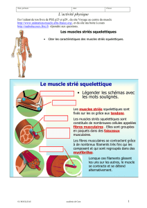 Le muscle strié squelettique