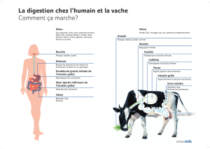 La digestion chez l`humain et la vache