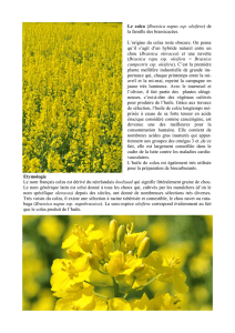 Le colza (Brassica napus ssp. oleifera) de la famille des