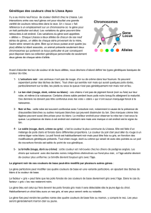 GENETIQUE DES COULEURS DE FOURRURE CHEZ LE LHASSA