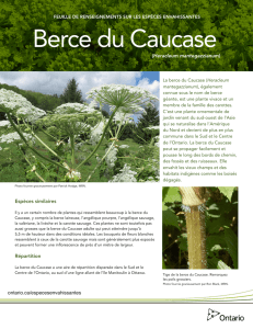 Berce du Caucase