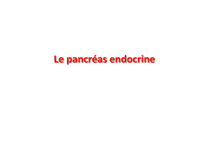 pancreas endocrine D1