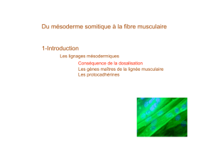 Du mésoderme somitique à la fibre musculaire 1