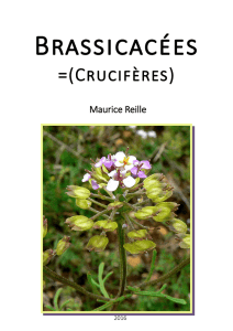 =(Crucifères)