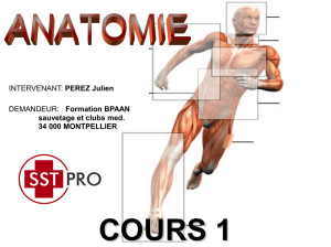 Anatomie cours 1