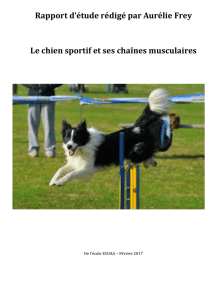 Rapport d`étude rédigé par Aurélie Frey Le chien sportif