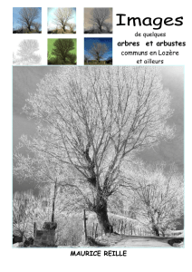 Images - Arbres de Lozère