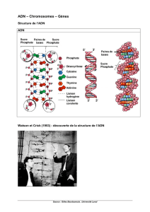ADN – Chromosomes – Gènes
