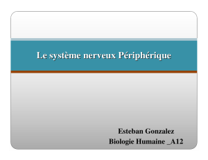 Le système nerveux Périphérique