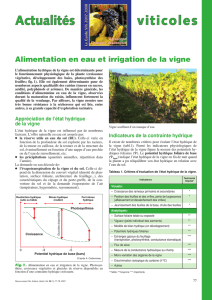 Alimentation en eau et irrigation de la vigne