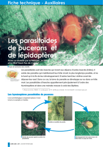 les parasitoïdes de pucerons et lépidoptères
