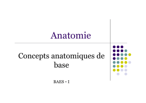 Bases anatomiques - BAES-1