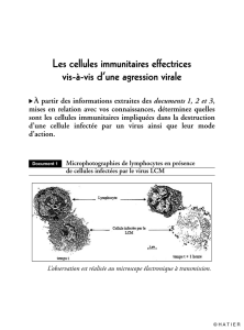 Les cellules immunitaires effectrices vis-à