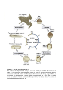 Figure 1. Cycle de vie de Xenopus laevis Les stades de
