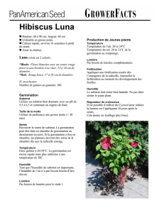 Hibiscus Luna