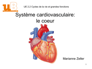 Système cardiovasculaire: le coeur
