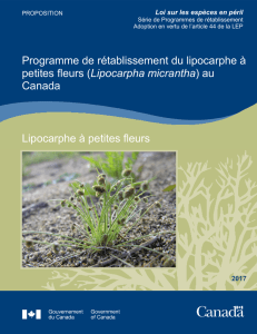 Lipocarphe à petites fleurs (Lipocarpha micrantha)