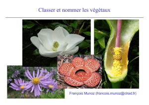 Classer - Tela Botanica