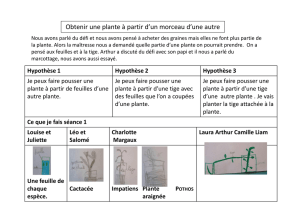 Obtenir une plante à partir d`un morceau d`une autre