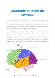 Anatomie externe du cerveau