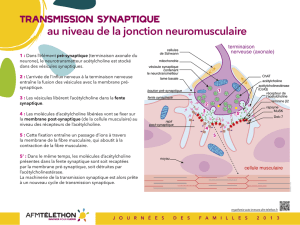 jonction neuromusculaire - AFM