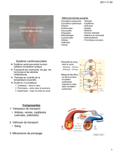 anatomie cardio élèves
