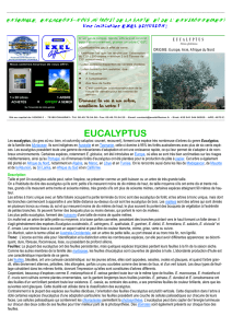 eucalyptus - exel diffusion