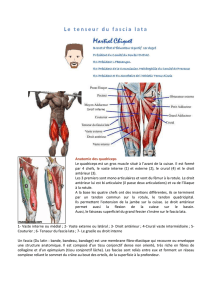 Anatomie des quadriceps Le quadriceps est un gros muscle situé à l