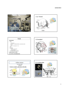 (Microsoft PowerPoint - UE 2.2 Anatomie physiologie en ORL 2014