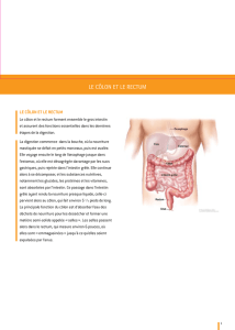 le côlon et le rectum - Colorectal Cancer Association of Canada