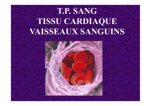 T.P. SANG TISSU CARDIAQUE VAISSEAUX SANGUINS