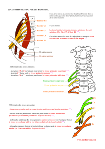 Plexus brachial 2