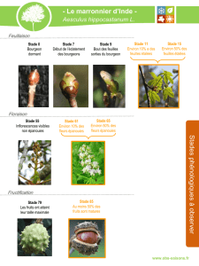 - Le marronnier d`Inde - Stades phénologiques à observer