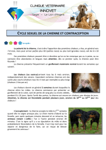 cycle sexuel chienne et contraception