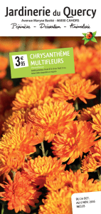chrysanthème multifleurs