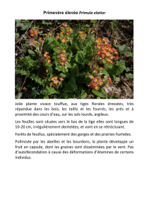 Primevère élevée Primula elatior Jolie plante vivace touffue, aux