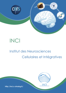 Institut des neurosciences cellulaires et intégratives