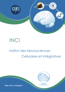 Institut des neurosciences cellulaires et int&eacute;gratives