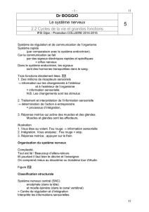5 le systeme nerveux