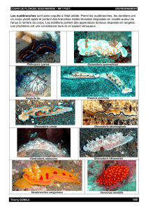 149 Les nudibranches sont sans coquille à l`état adulte. Parmi les