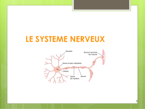 Le système nerveux (ce qu`il faut savoir)