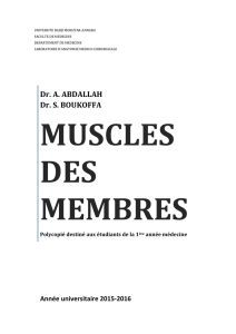 Muscles des membres