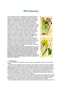IRIS (Iridaces)