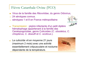 Fièvre Catarrhale Ovine (FCO)