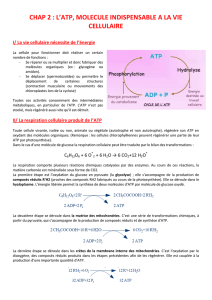 chap 2 : l`atp, molecule indispensable a la vie cellulaire
