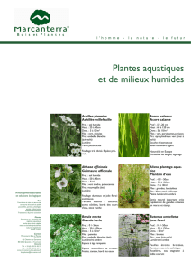 Catalogue Plantes