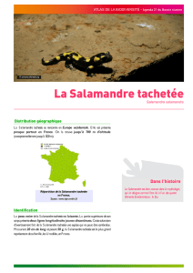 Salamandre tachetée - Agenda 21