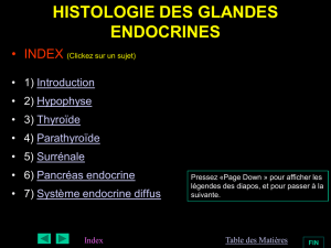histologie des glandes endocrines