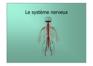 Le système nerveux - Plongée Aigle Nautique